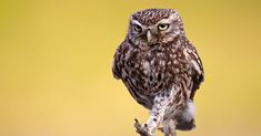 an owl perched on top of a tree branch