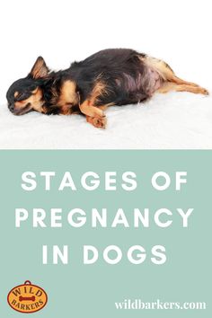 a black and brown dog laying on top of a white rug with the words stages of pregancy in dogs