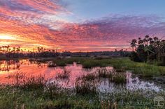 the sun sets over a marshy area with palm trees in the background