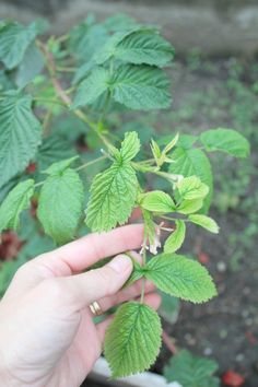 a person holding up a plant with green leaves