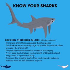 a shark with the caption'know your sharks'on it, and an image of