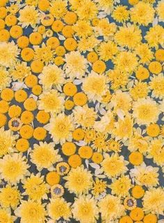 yellow and white flowers floating in water on a surface that looks like it has many petals