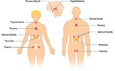 diagram of the human body with labels on each side and different organs labeled in red