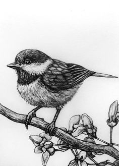 a black and white bird sitting on top of a branch with the words daily drawings 66 - 72