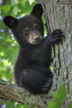 a black bear cub in a tree looking up at the camera with his paw hanging out