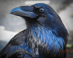 a close up of a black and blue bird