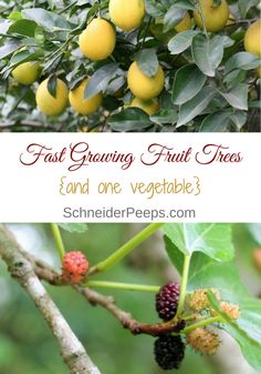 the first growing fruit trees and one vegetable