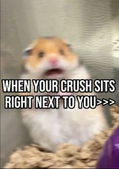 a hamster sitting on top of a table next to a purple ball and the caption says, when your crush sits right next to you