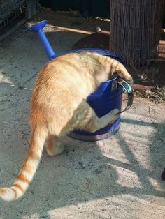 an orange and white cat drinking out of a blue bucket