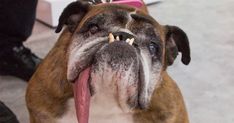 a brown and white dog with its tongue hanging out