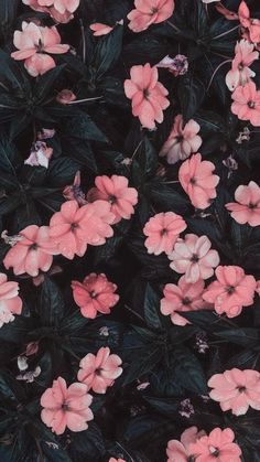 black and pink flowers with green leaves in the background for wallpaper or fabric design