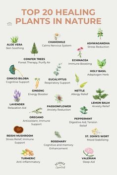 Top 20 healing plants in nature, wellness, aromatherapy, natural healing, science of essentials #medicinal #mushrooms Plants In Nature, Nature Wellness, Medical Plants, Herbal Education, Essential Oil Education, Medicinal Herbs Garden, Healing Garden, Herbs Plants, Herbal Apothecary