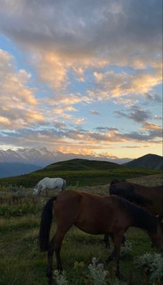 three horses grazing in the grass with mountains in the backgroud and clouds in the sky