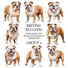 eight english bulldogs are shown in different poses