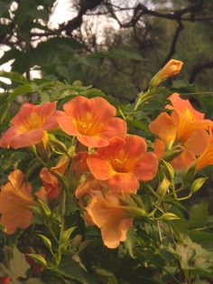 orange flowers with green leaves in the foreground and trees in the backgroud