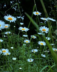 white and yellow daisies growing in the grass