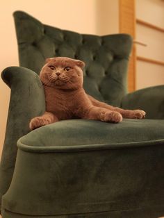 a cat sitting on top of a green chair