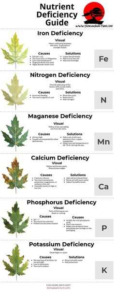 the different types of leaves that can be seen in this infographtion page,