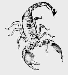 a black and white drawing of a scorpion