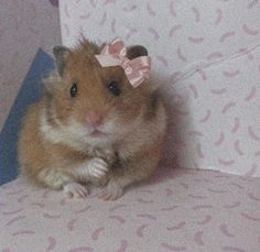 a hamster with a pink bow on its head sitting on top of a couch