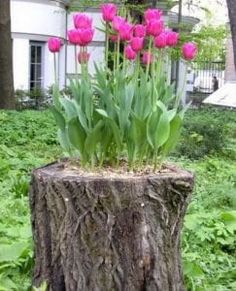 some pink flowers are growing out of a tree stump