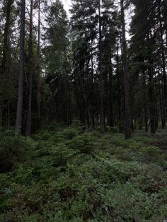 a forest with lots of tall trees and green grass