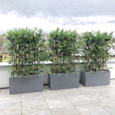 three planters with trees in them on a roof