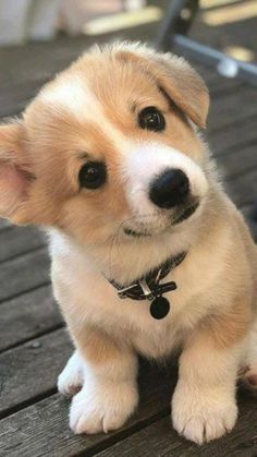 a brown and white puppy sitting on top of a wooden floor