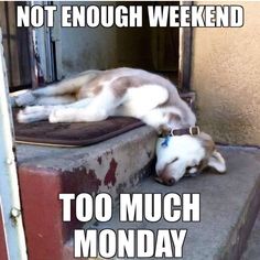 Husky Funny, Monday Humor, Dog Quotes Funny, My Husky, Siberian Huskies, Memes Br, Husky Dogs, Dog Quotes, Dog Memes