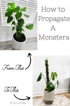 how to propagate a monster plant from this to this