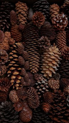 many different types of pine cones stacked together