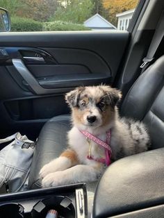 a small dog sitting in the back seat of a car