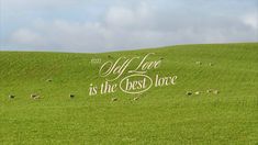 a field with sheep grazing in it and the words off love is the best hope