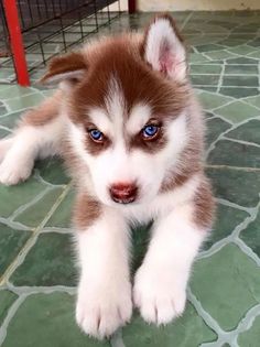 a brown and white puppy laying on top of a tiled floor