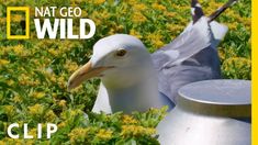 two seagulls sitting in the grass next to a metal pot and yellow flowers