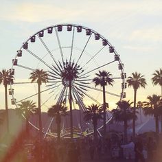 a ferris wheel surrounded by palm trees at sunset