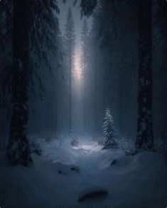 a dark forest filled with lots of trees covered in snow and light shining down on the ground