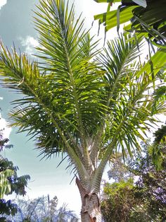 a large palm tree with lots of leaves on it's trunk in the sun