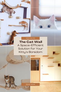 the cat wall is an efficient solution for your kitty's borodom home