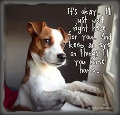 a brown and white dog sitting on top of a window sill next to a quote