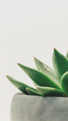 a close up of a green plant in a cement pot with water droplets on it