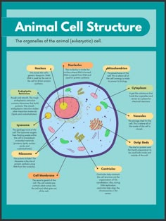 an animal cell diagram with all the different parts labeled in each section and text below