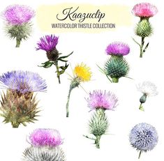 the watercolor thistle collection includes all kinds of flowers