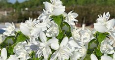 white flowers with green leaves in the foreground and a body of water in the background