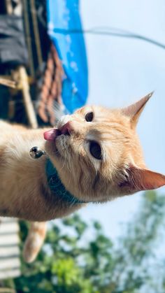 an orange cat sticking its head out the window