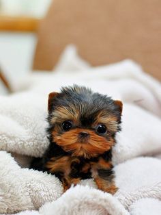 a small brown and black puppy sitting on top of a white blanket