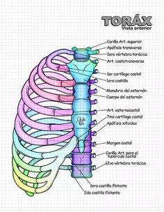 the anatomy of the ribcage is shown in this diagram, it shows the ribs and