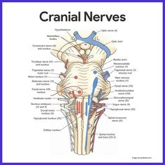 the cranin nerves are labeled in blue and white, with an image of