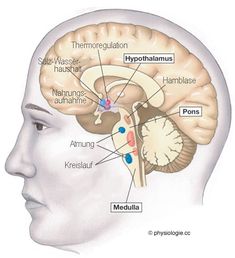 the human brain is shown with labels on its structures and functions, including the cerebratorys