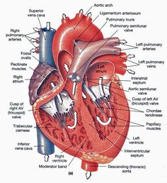 an image of the human heart with labels on it's main parts and functions